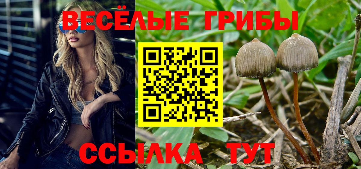 Псилоцибиновые грибы Psilocybe  Вход с VPN  Псилоцибиновые грибы ЛСД  Шебекино 